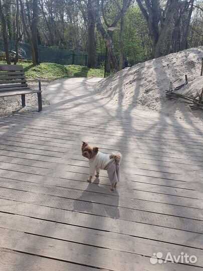 Домашняя передержка собак