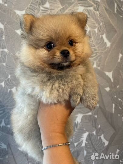 Щенки померанского шпица медвежьего типа