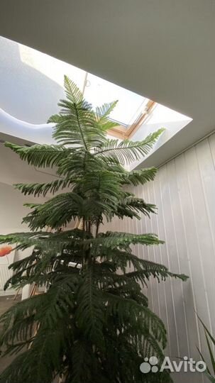 Араукария Ель Австралийская 4 ствола