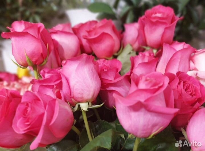 Цветы,101 роза, 51 роза, хризантема, Доставка