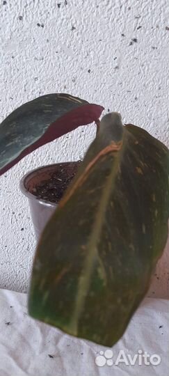 Комнатные растения цветы