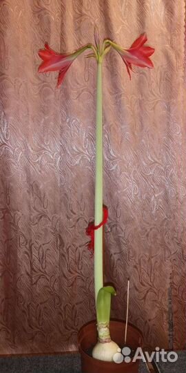 Гиппеаструм красный. Замиокулькас