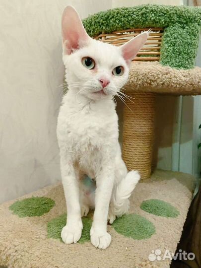 Девон-рекс кошка