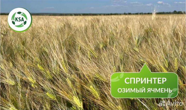 Озимый ячмень 