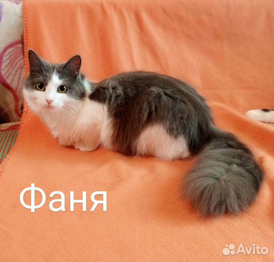 Кошка в дар бесплатно