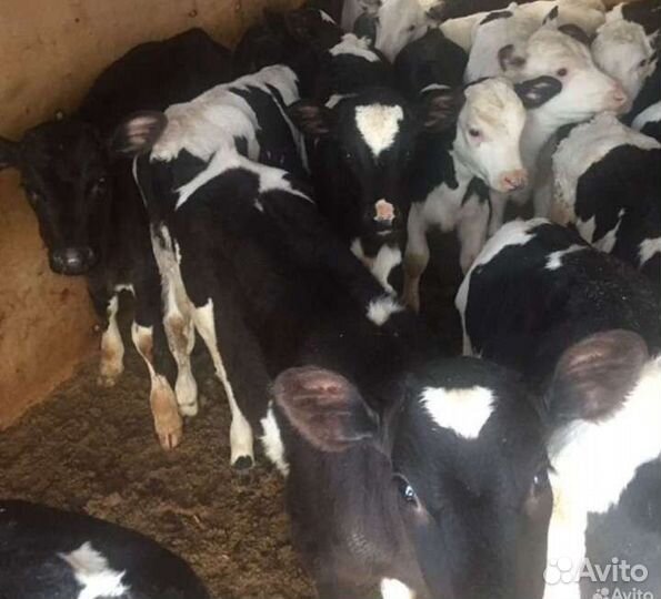 Телята бычки