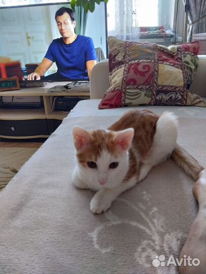 Котенок в добрые руки