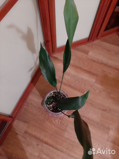 Аспидистра элатиор взрослая