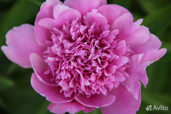 Пионы, ирисы, лилейники в Красноярске