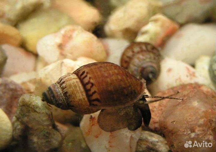 Улитки мелании