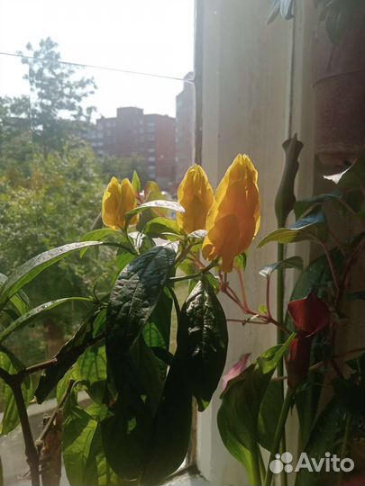 Пахистахис. Желтый