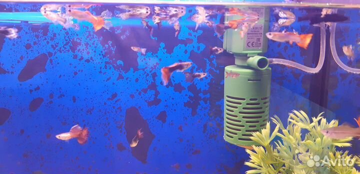 Аквариумные рыбки