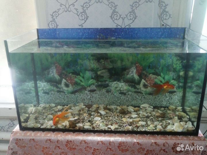 Аквариум