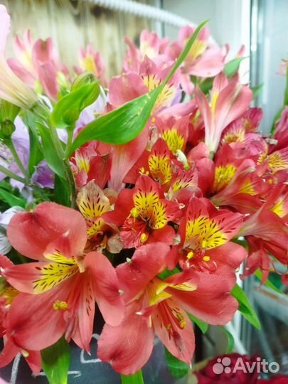 Цветы и букеты на 1 сентября