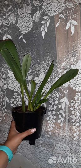 Орхидея камбрия Кататанте