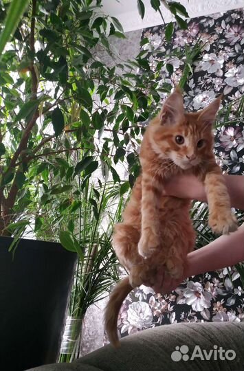 Котята мейн-кун