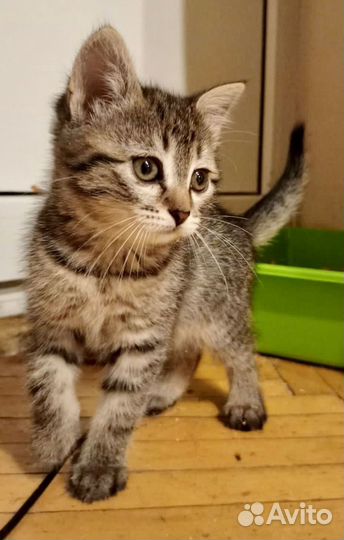 Кошка в дар бесплатно