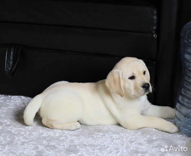 Лабрадора щенки от чемпионов