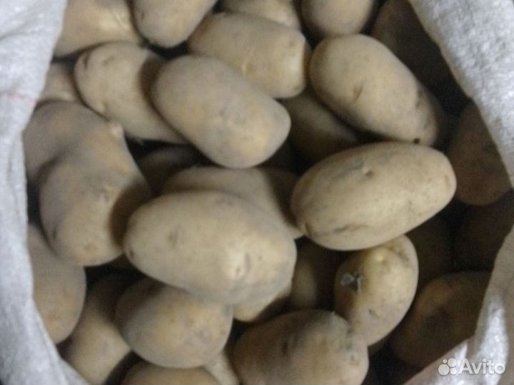 Продам картофель