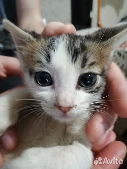 Котята в добрые руки приучены к лотку