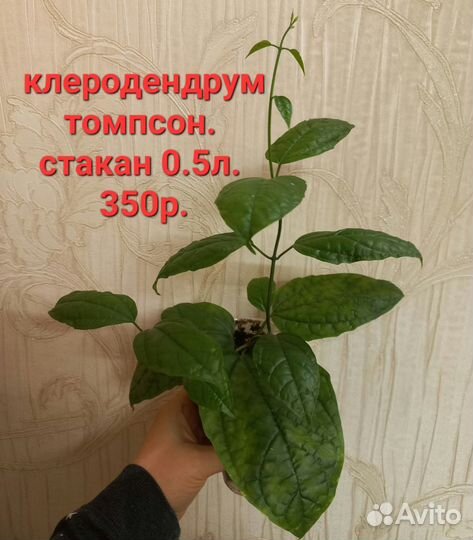 Клеродендрум томпсон и другие