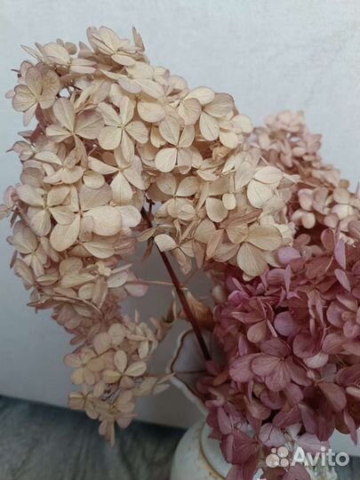 Гортензия сухоцвет