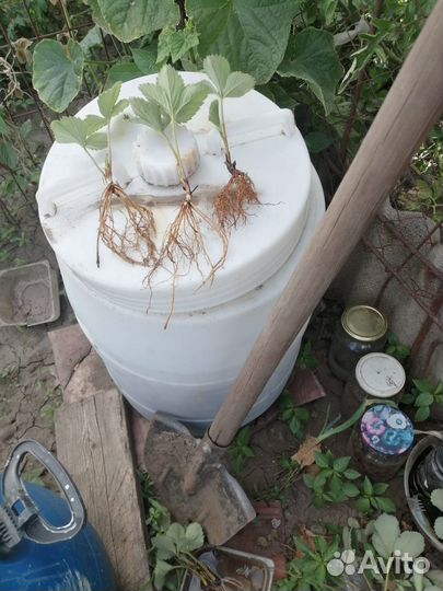 Рассада клубники Фестивальная