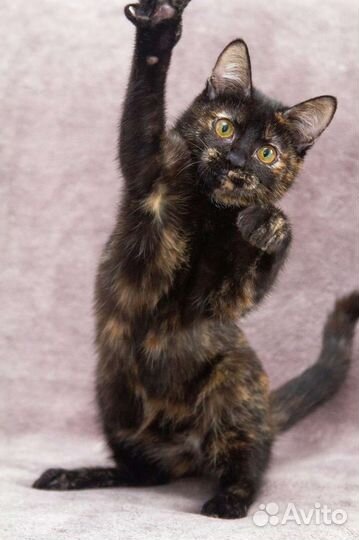 Котёнок, малышка черепашка ищет семью