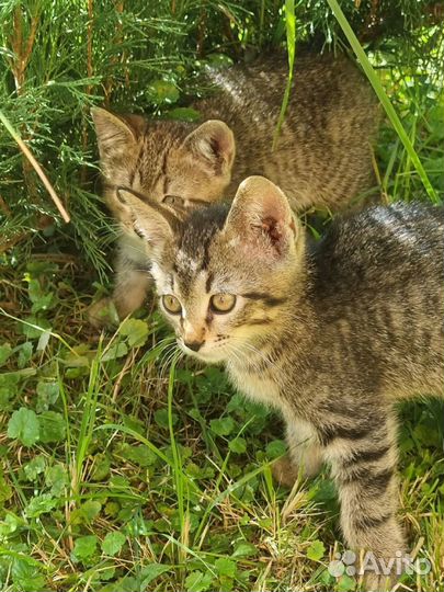 Полосатые маленькие котята в добрые руки