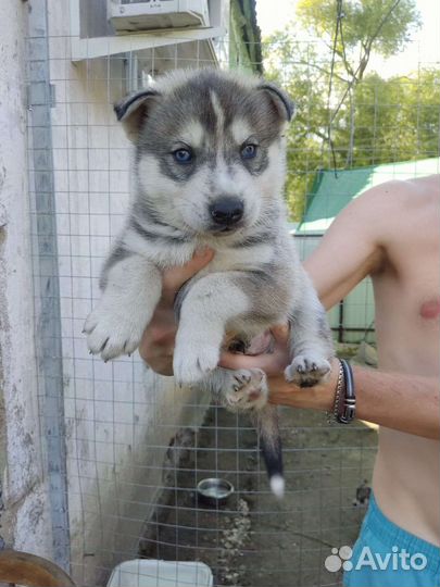 Сибирский хаски