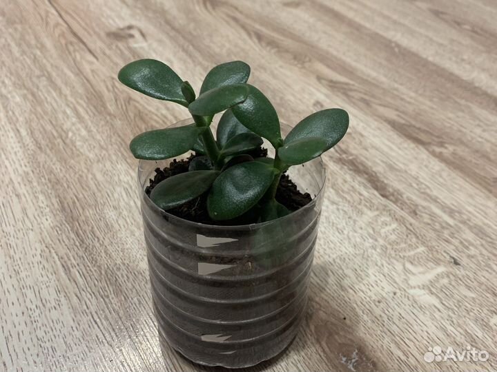 Денежное дерево, Толстянка