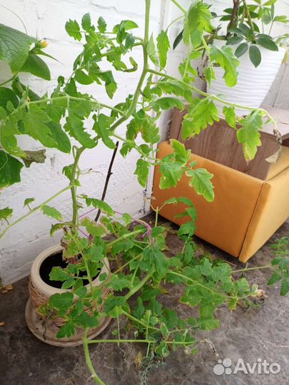 Рассада помидор