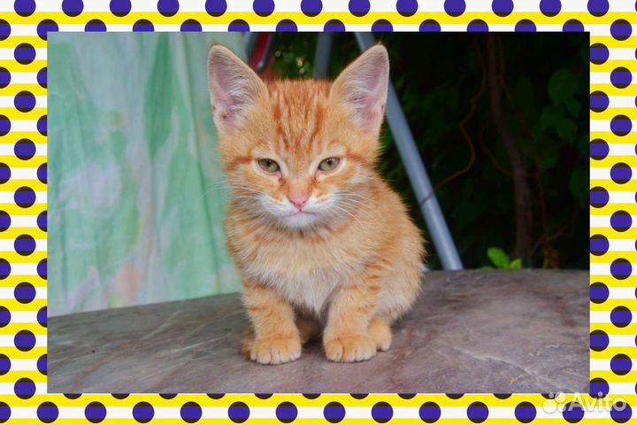 Котята в любящие руки