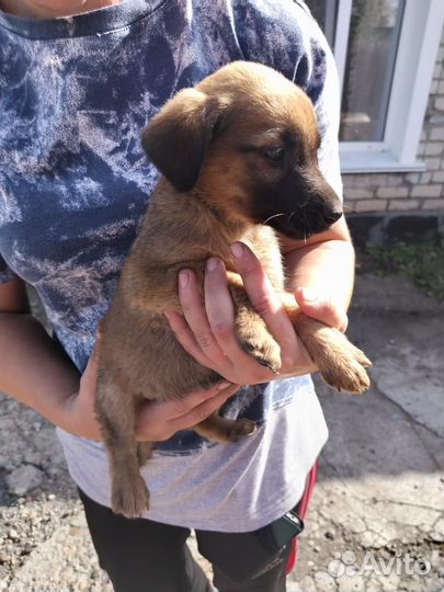 Щенок в добрые руки бесплатно