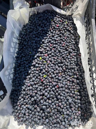 Черника Байкальская