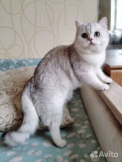 Серебристая шиншилла