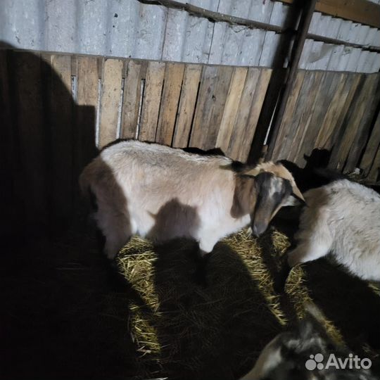 Коза котная