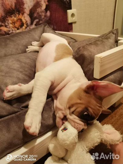 Гостиница для комнатных собак