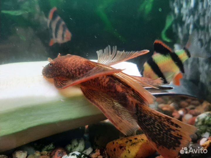 Анциструс вуалевый - леопард LDA 016 (пара)