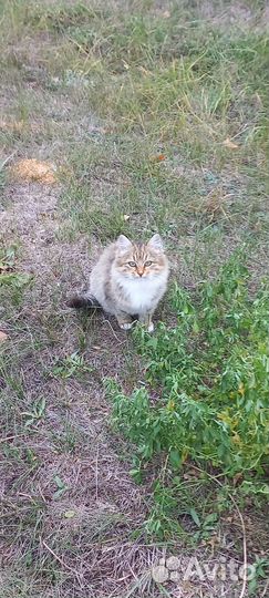 Котёнок добрым хозяевам