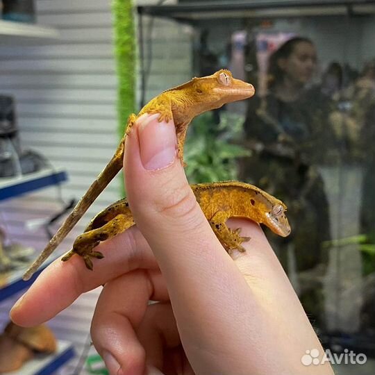 Товары для рептилий