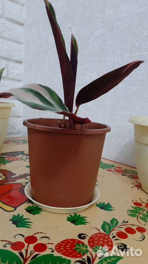 Ростки калатеи