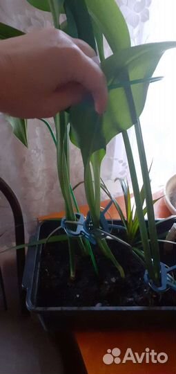 Эухарис(амазонская лилия)