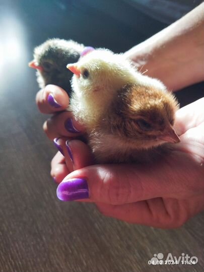 Инкуб. гусин.куриное яйцо