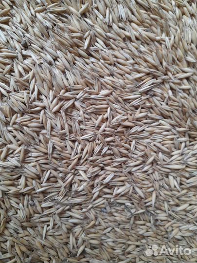 Продажа зерна