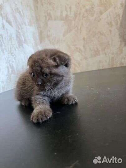 Шотландская вислоухая шоколадная