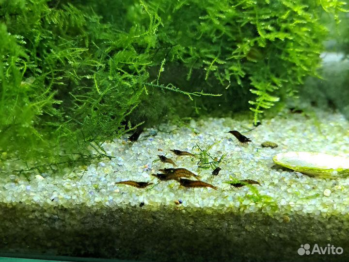 Аквариумные креветки