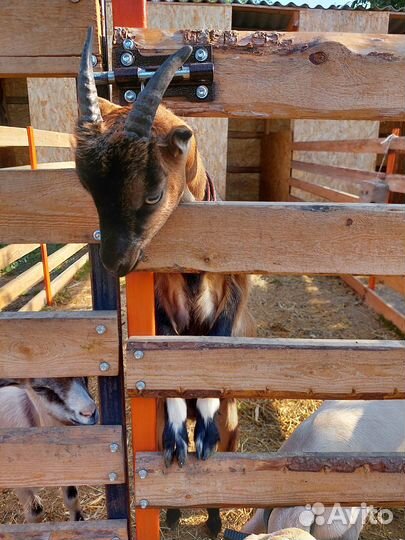 Продам козочек