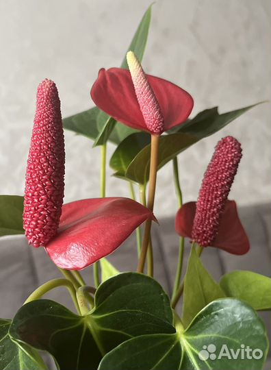 Антуриум Алтимо