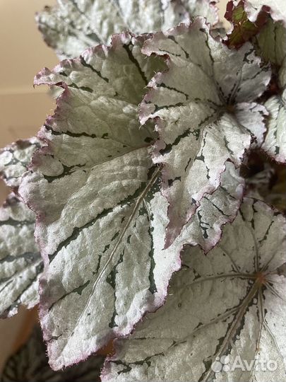 Бегонии королевские